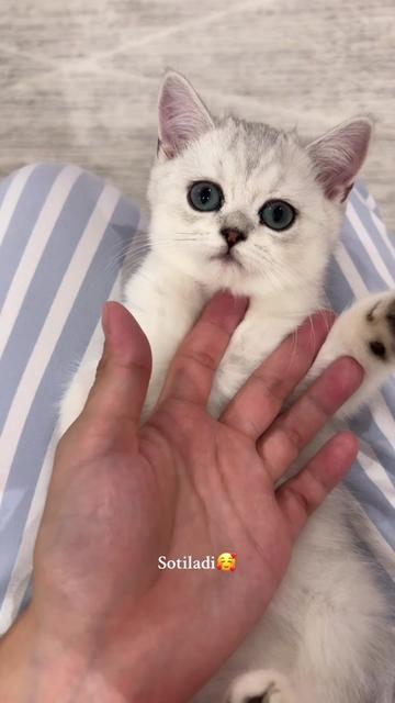 @kittens_uz