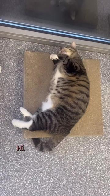 @The Fur Seasons Feline Rescue