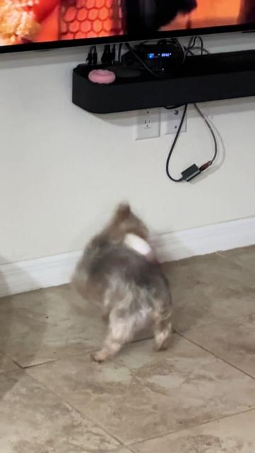 @Penny the Yorkie