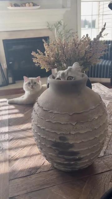 @Random Cat Stuff