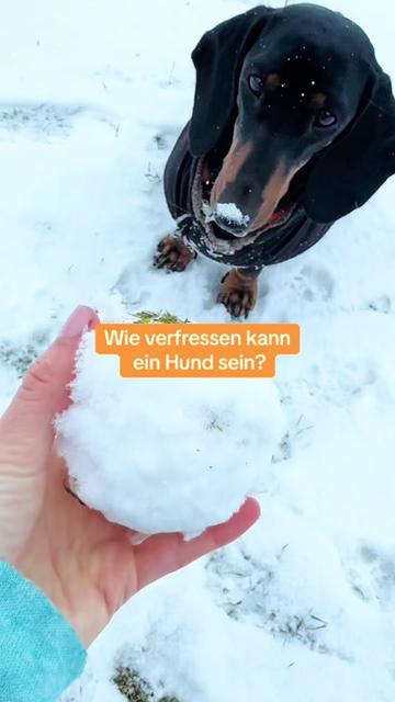 @SausagedogMaja