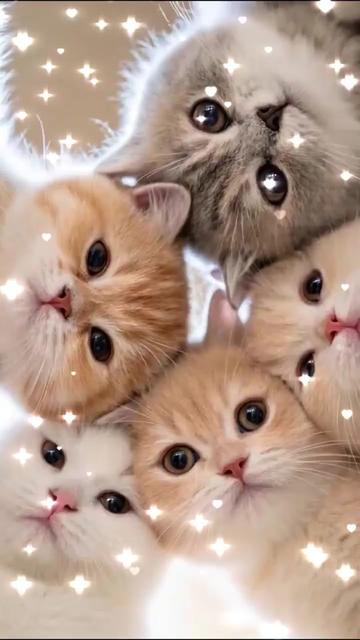 @pet home