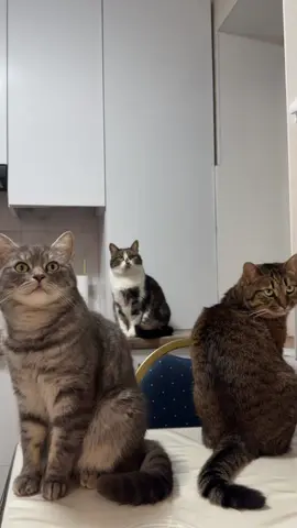 @Спасенные с улицы котики ❤️