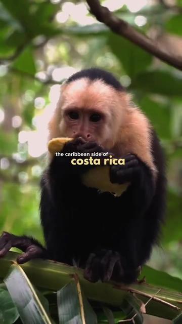 @The Costa Rica News