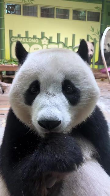 @熊猫妹珠🐼
