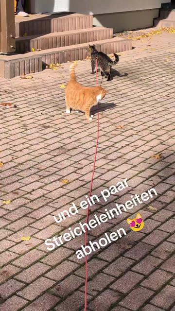 @😻Katrin&Odin 😻Modi Muddi 😻
