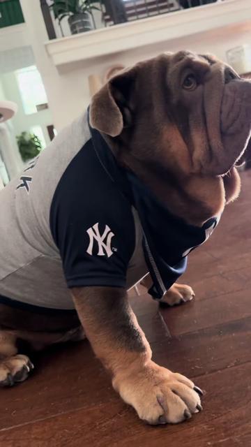 @RawlsTheBulldog