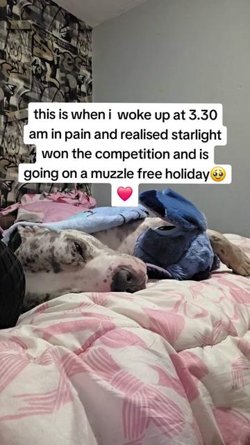 @kirsty+starlight the xl bully