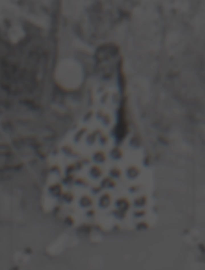 @kaveesha 2008