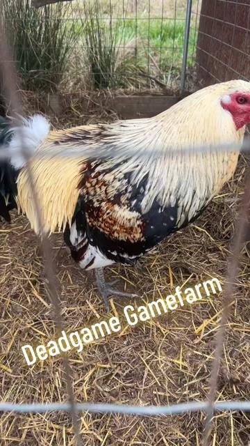 @DeadGame.Gamefarm