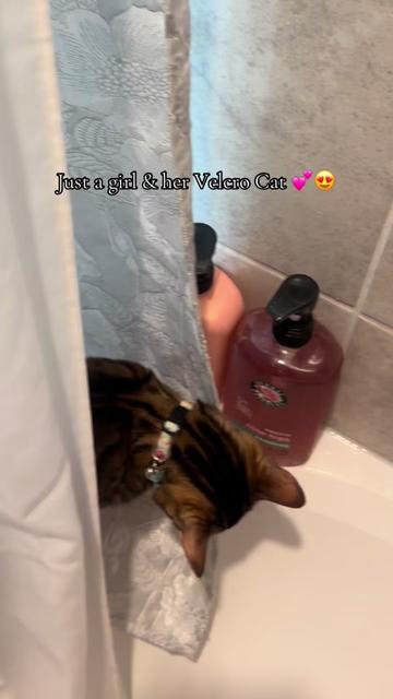@cleochanelthebengal