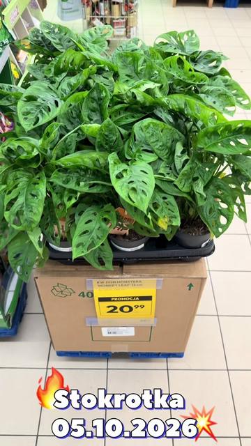 @maciej.plants