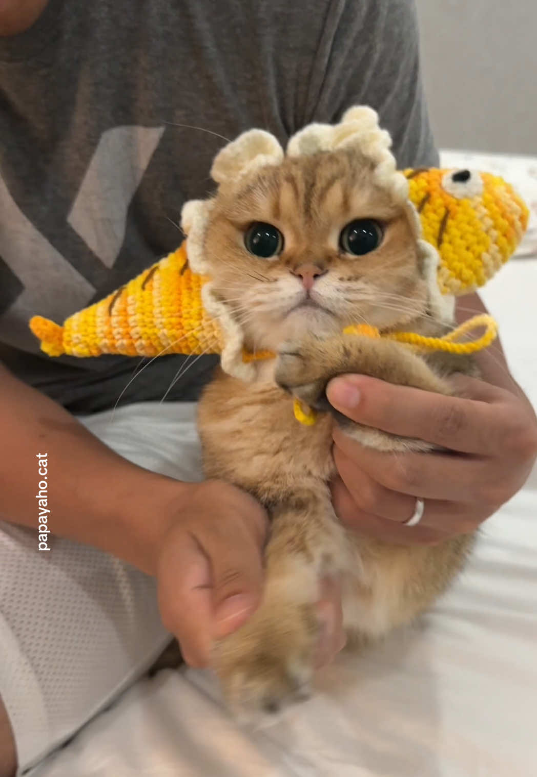@Papaya the Cat