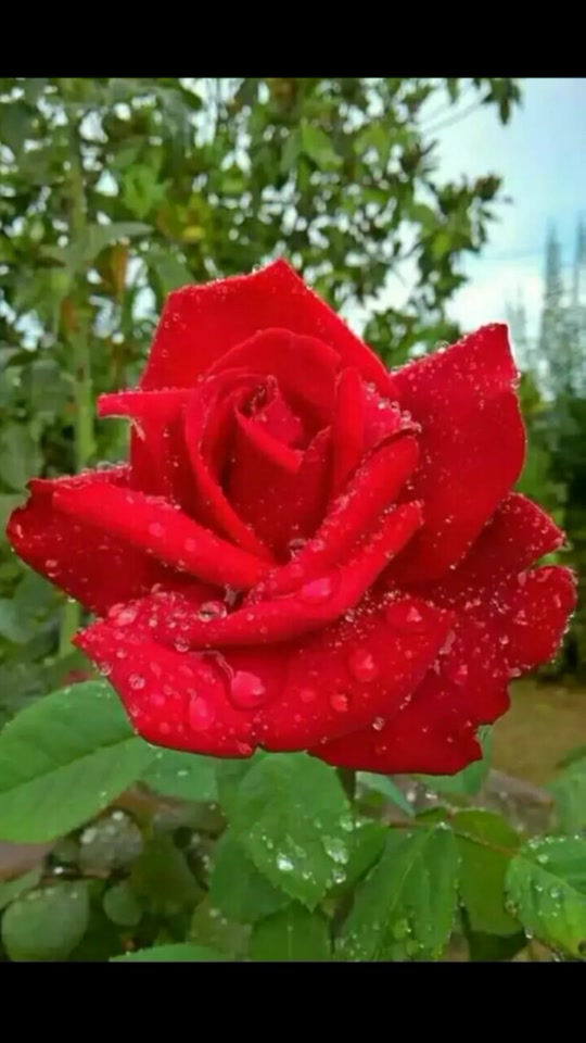 @Rajiya Khatoon