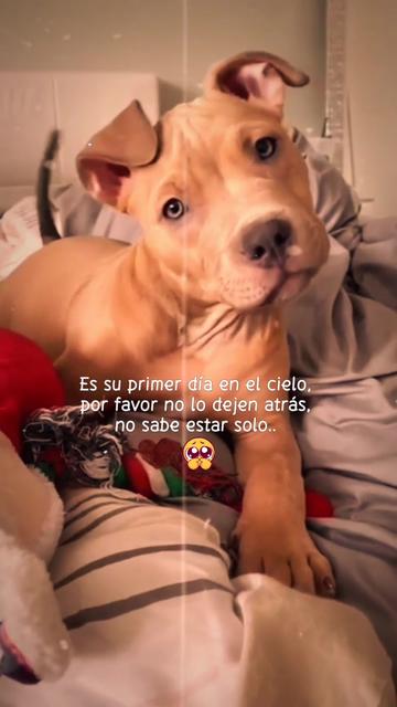 @efecto_eve