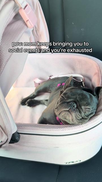 @Mabel the Frenchie