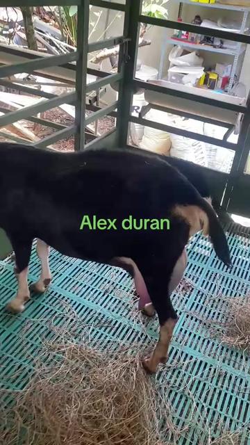 @alexduran7558