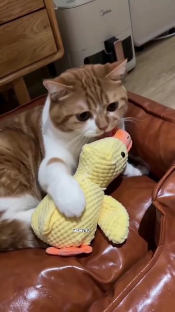 @ZoomieZoo