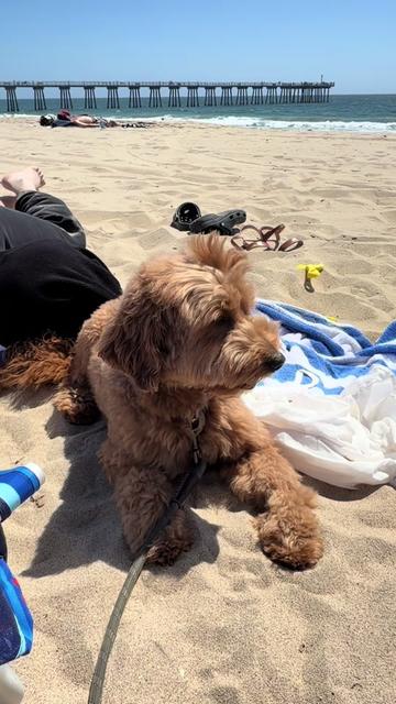 @TuckerTheTurlockDoodle