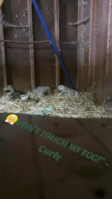 @Karnes Ranch of Indiana🦆