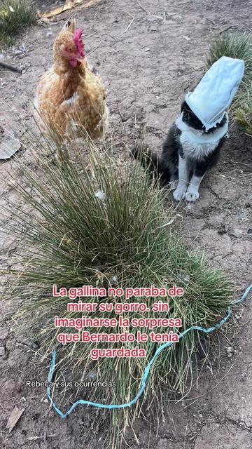 @🐈Rebeca y sus ocurrencias