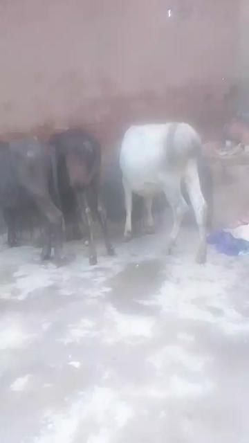 @Asif Khan 54