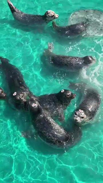 @Marine Mammal Rescue Society