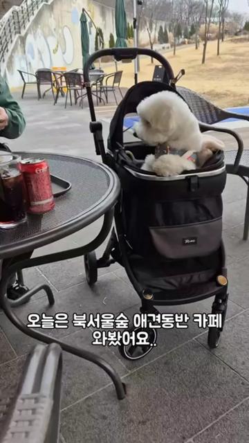 @꼬똥로리