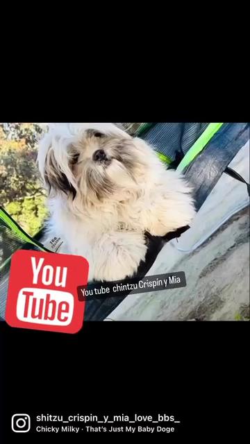 @Crispín_y_mia_abelito_shihtzu_