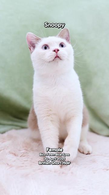 @dutchthebritishcat