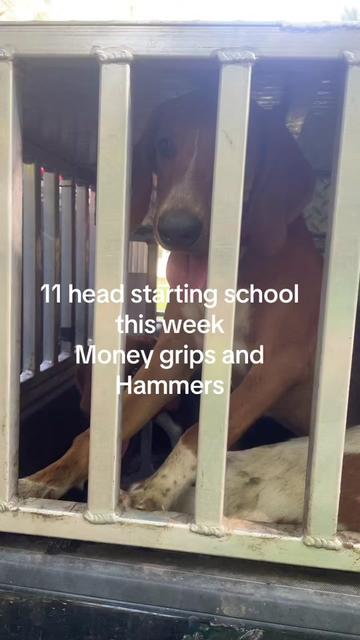 @3DeepKennels
