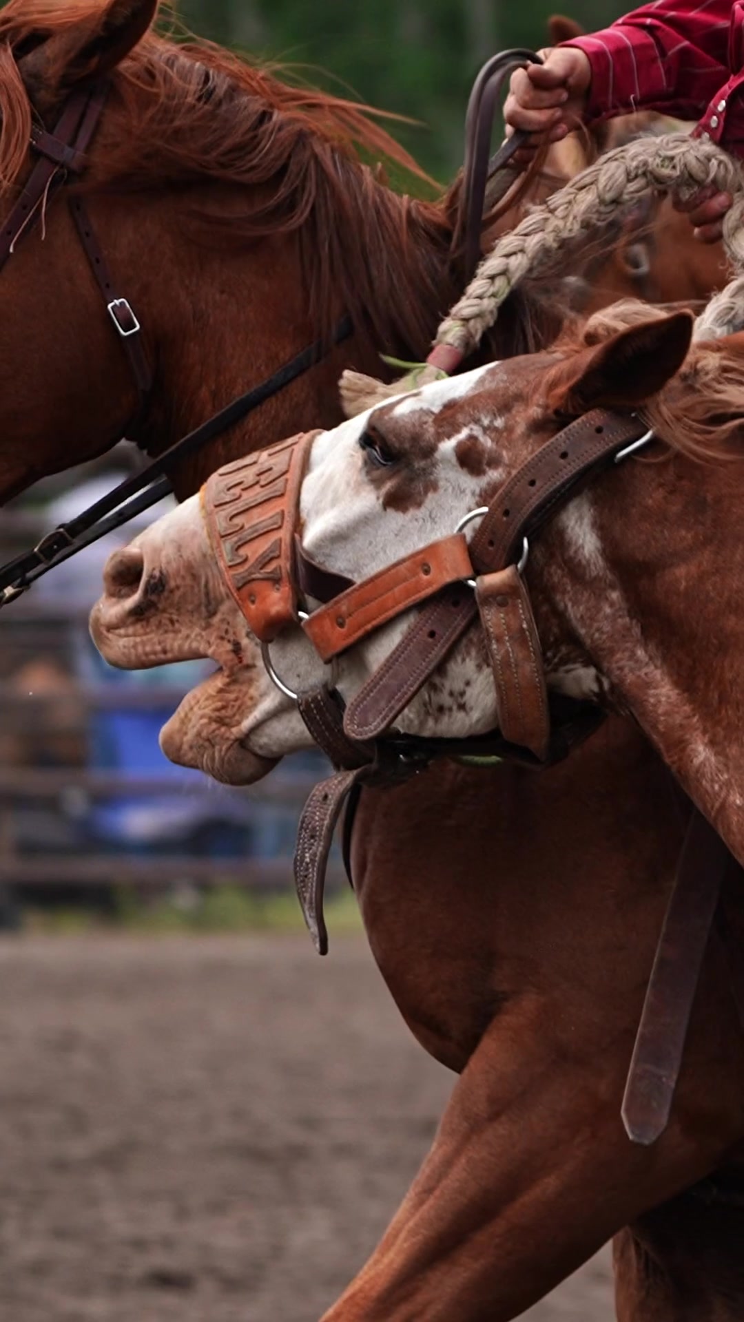 @Hanginghorses