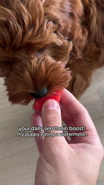@Lilo The Cockapoo