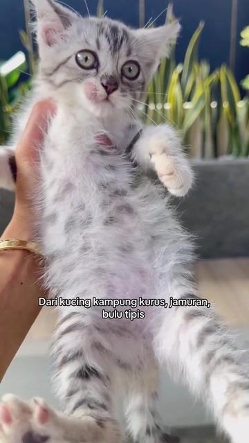 @keluargaboolat
