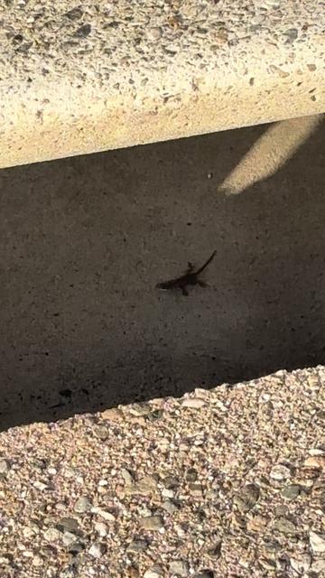 @reptileguyat