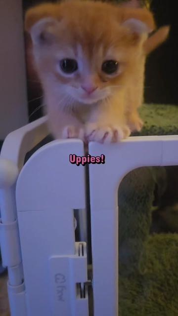 @Brittany's Beauties Kittens