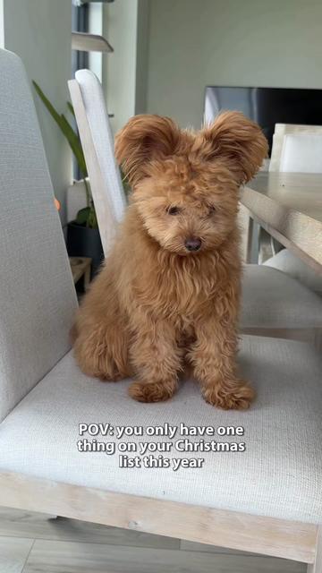 @Honey The Pomapoo 🧸
