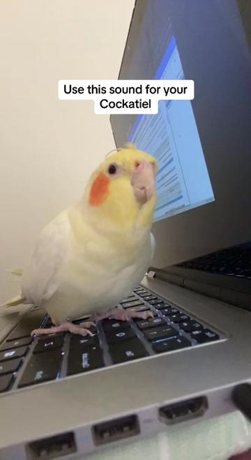 @Bixby the Budgie