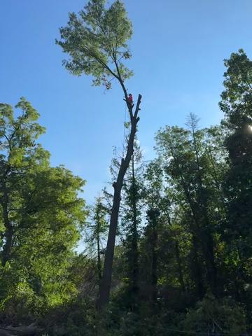 @G&O tree servicess