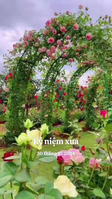 @nguyễn dung