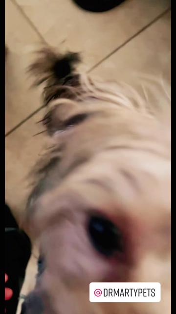 @GucciAndMiMiTheGreatYorkies