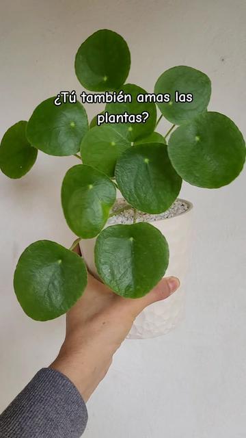 @Plantología🌿