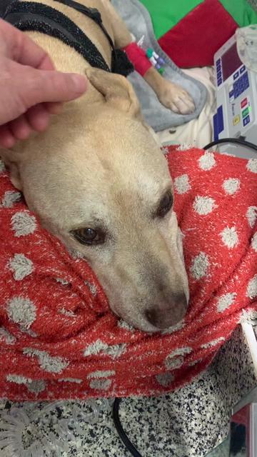 @profnoelfitzpatrick