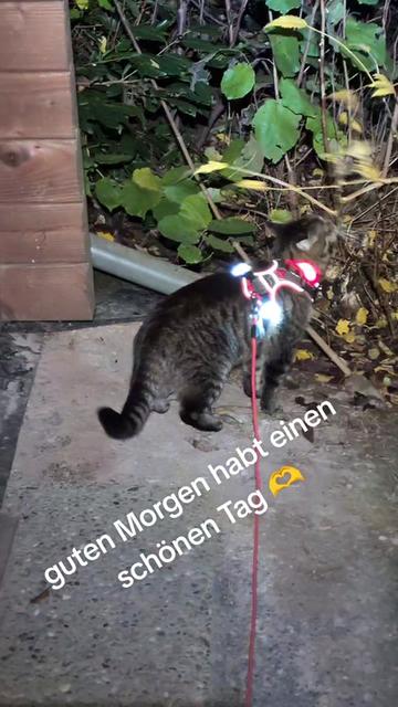 @😻Katrin&Odin 😻Modi Muddi 😻