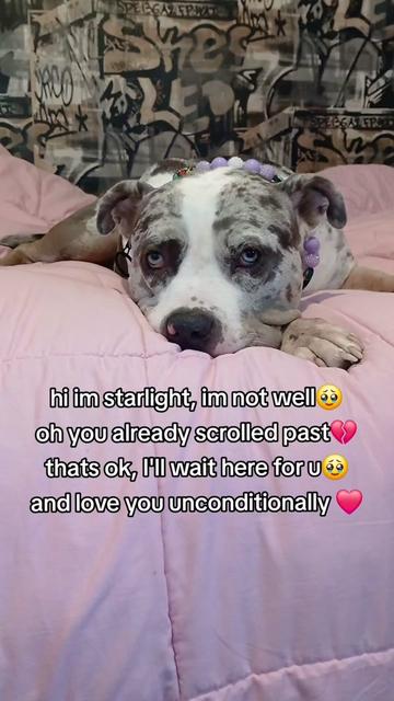 @kirsty+starlight the xl bully