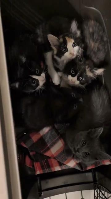 @Pets Mania