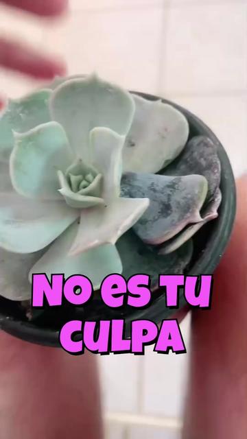 @Cactus y Suculentas
