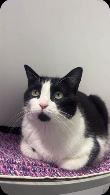 @The Fur Seasons Feline Rescue