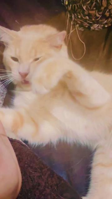 @pantherthecat_05