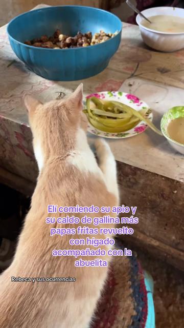 @🐈Rebeca y sus ocurrencias